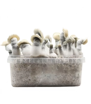 Grow Kit Albino Bluey Vuitton Hybrid