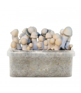 Grow Kit Yeti Hybrid