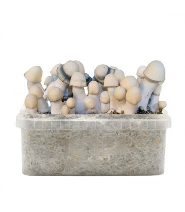 Grow Kit Yeti Hybrid