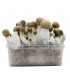 Grow Kit Melmac Thrasher Hybrid