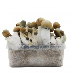Grow Kit Melmac Thrasher Hybrid
