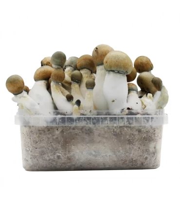 Grow Kit Melmac Thrasher Hybrid