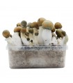 Grow Kit Melmac Thrasher Hybrid