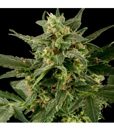 Auto PIneapple Gum - Black Skull Seeds. - Kayamurcia.es