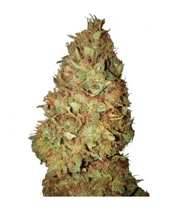 Honey Cookies - CBD + Buds - Kayamurcia.es