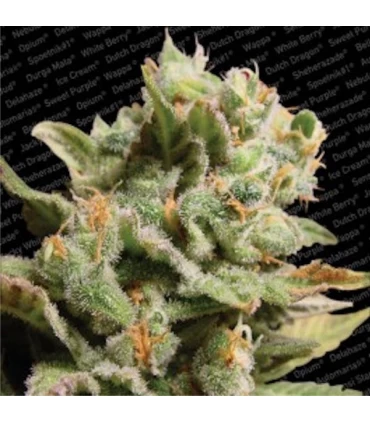 Dutch Dragon 10 u. reg. Paradise Seeds