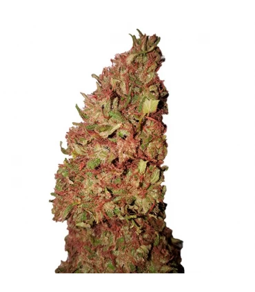 Strawberry - CBD + Buds - Kayamurcia.es