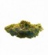 CBD Bee  Amnesia  5 gr.