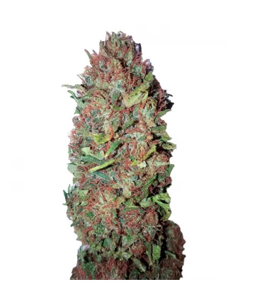 AC DC Cookies - CBD + Buds - Kayamurcia.es