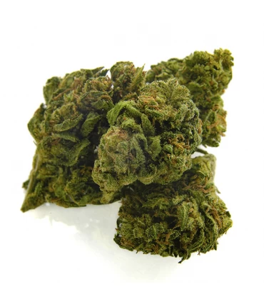 CBD Bee  Monkey Kush 10 gr.