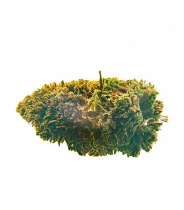 CBD Bee  White Widow 10 gr.