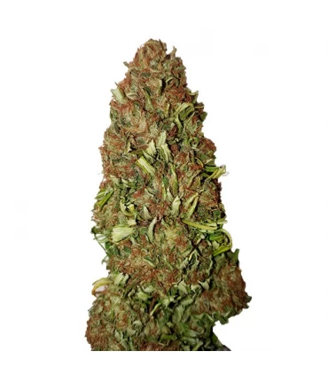 Harlequin - CBD + Buds - Kayamurcia.es