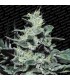 Nebula 10 u. reg. Paradise Seeds