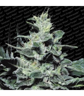 Nebula 10 u. reg. Paradise Seeds