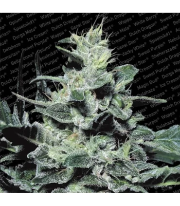Nebula 10 u. reg. Paradise Seeds