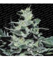 Nebula 10 u. reg. Paradise Seeds
