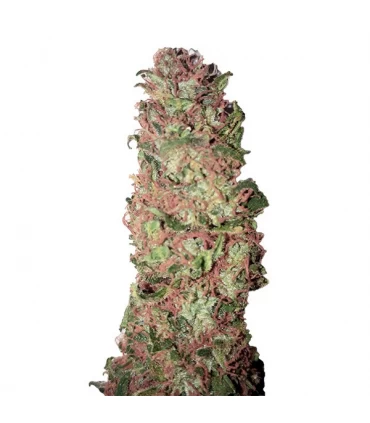 Auto AC DC Cookies - CBD + Buds - Kayamurcia.es