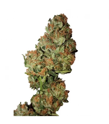 Auto Cannatonic - CBD + Buds - Kayamurcia.es