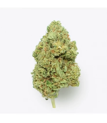 Cañamo Cbd Gorilla Grillz G.House Gelato 5 gr.