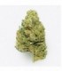 Cañamo Cbd Gorilla Grillz G.House Leroy Jenkins