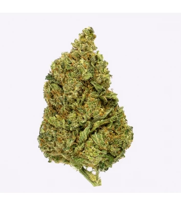 Cañamo Cbd Gorilla Grillz Indoor Gorilla Grillz