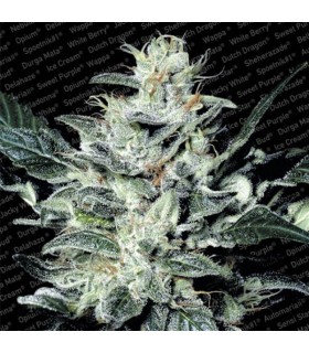 Sensi Star 10 u. reg. Paradise Seeds