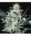 Sensi Star 10 u. reg. Paradise Seeds
