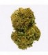 Cañamo Cbd Gorilla Grillz Outdoor Amnesia 47