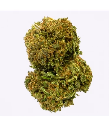 Cañamo Cbd Gorilla Grillz Outdoor Amnesia 47