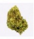 Cañamo Cbd Gorilla Grillz Outdoor Cherry Kush