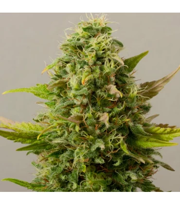 Auto Critical Ryder - Black Skull Seeds. - Kayamurcia.es