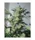 Leshaze 10 u. reg. Cannabiogen