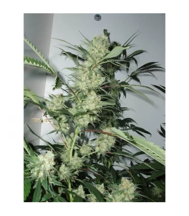 Leshaze 10 u. reg. Cannabiogen
