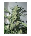 Leshaze 10 u. reg. Cannabiogen