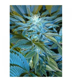 Sandstorm 10 u. reg. Cannabiogen
