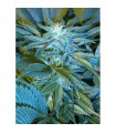 Sandstorm 10 u. reg. Cannabiogen