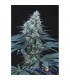 Caribe 10 u. reg. Cannabiogen