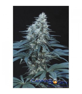Caribe 10 u. reg. Cannabiogen