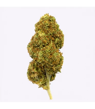 Cañamo Cbd Gorilla Grillz Outdoor Strawberry