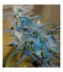 Sugarloaf 10 u. reg. Cannabiogen