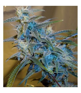 Sugarloaf 10 u. reg. Cannabiogen