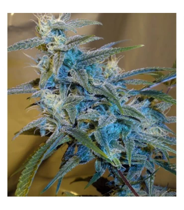 Sugarloaf 10 u. reg. Cannabiogen