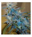 Sugarloaf 10 u. reg. Cannabiogen