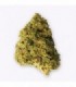 Cañamo Cbd Gorilla Grillz Outdoor Zkittlez