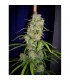 Destroyer 10 u. reg. Cannabiogen