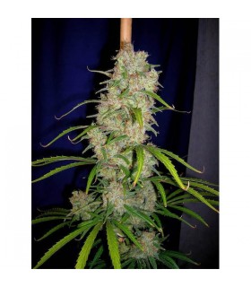 Destroyer 10 u. reg. Cannabiogen