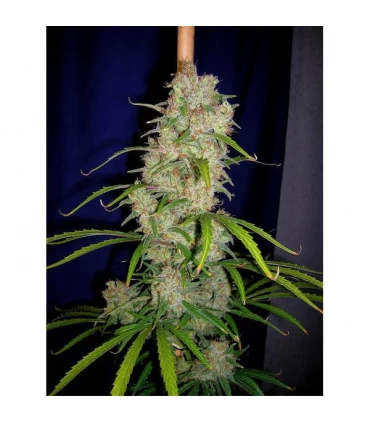 Destroyer 10 u. reg. Cannabiogen