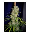 Destroyer 10 u. reg. Cannabiogen