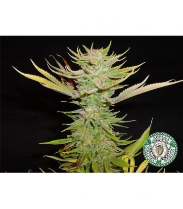 Reclining Buddha 10 u. reg. Soma Seeds