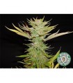Reclining Buddha 10 u. reg. Soma Seeds